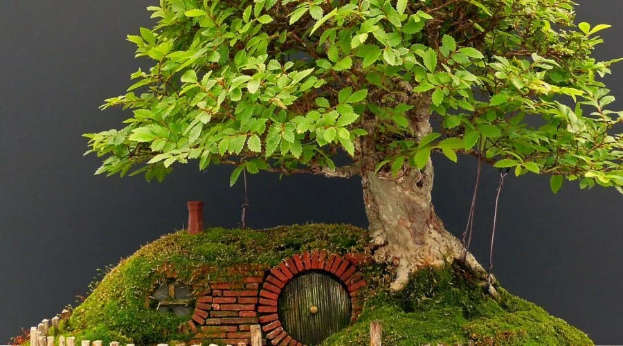 Impresionante Bonsai de Bolsón Cerrado