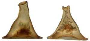 Arcella gandalfi. Imagen de Jordana C. Féres & Alfredo L. Porfírio Sousa
