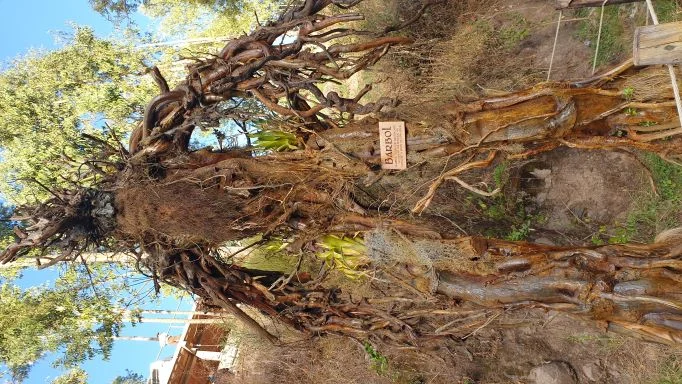 Visita al Bosque de los Ents y los Humedales de Huasao