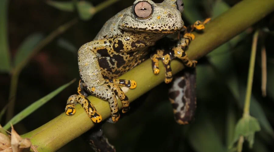 Bautizan una nueva especie de rana en honor a JRR Tolkien