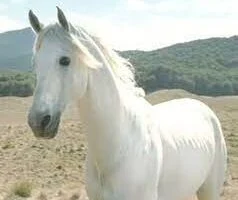 Los Mearas: Los Señores de Todos los Caballos