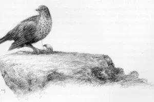 El zorzal abriendo un caracol