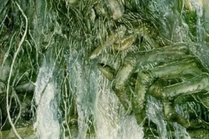 Bárbol