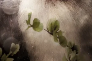 Poster de Balin