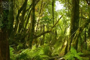 Localización del Bosque de los Trolls4