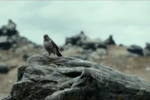 El zorzal en la Desolación de Smaug