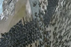 Previsualización de la batalla