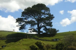 Árbol sobre la colina
