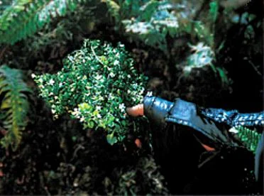 El athelas en El Señor de los Anillos: La Comunidad del Anillo