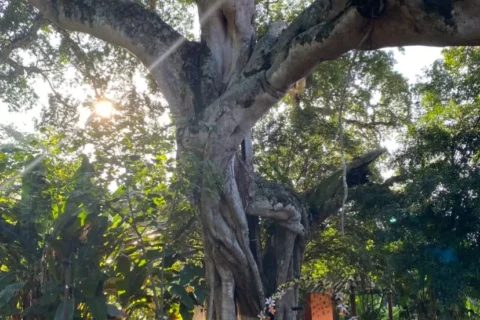 cuando el sol encuentra a barbol