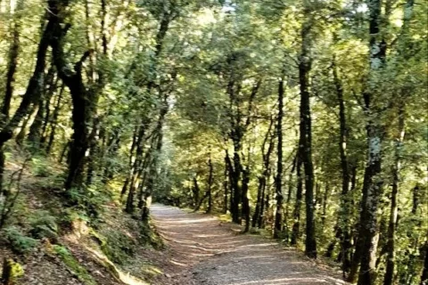 Rastro de sol en el Bosque Viejo