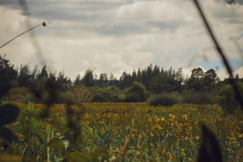 Un Istari por el bosque o la sombra de una flor
